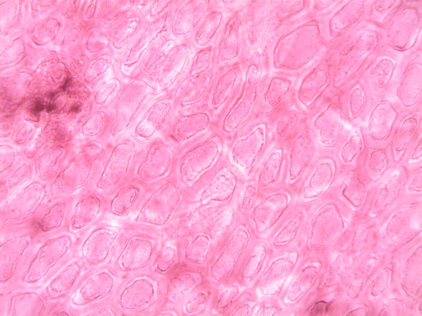 A vibrant and abstract close-up of plant cell structures under a microscope.